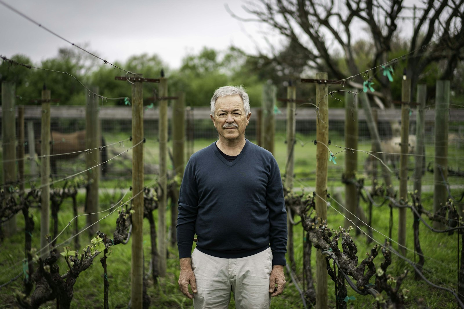 Wayne Roden, viola